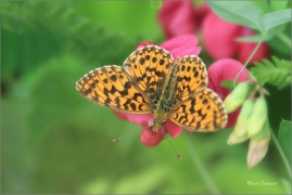 <p>PERLEŤOVEC NEJMENŠÍ (Boloria dia) jižní Morava - Radouč ---- /Weaver's fritillary - Magerrasen-Perlmutterfalter/</p>